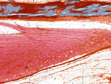 Makellose Dünnschliffe